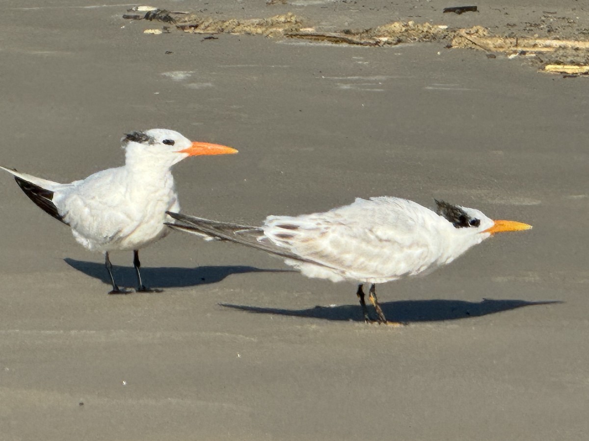 Royal Tern - ML642836342