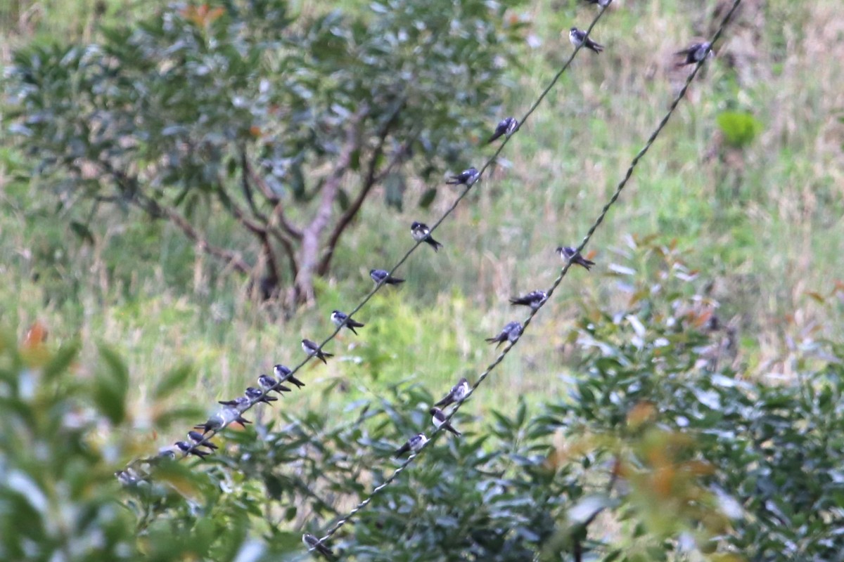 Blue-and-white Swallow - ML642836344