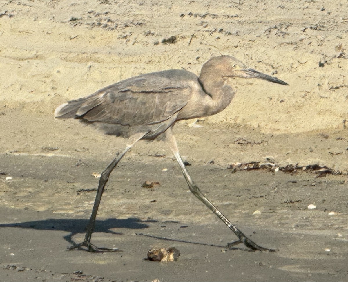 Reddish Egret - ML642836352