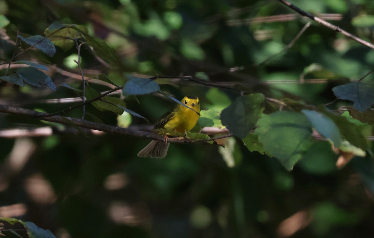 Wilson's Warbler - ML642836361