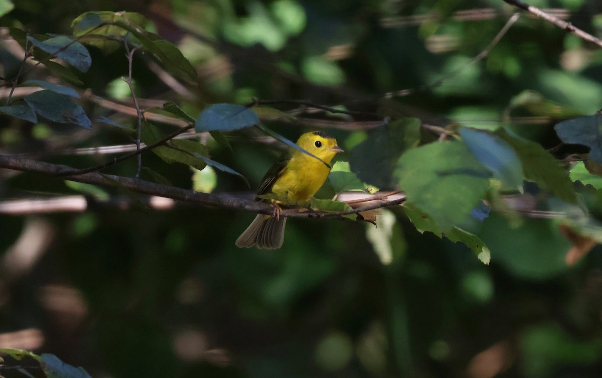 Wilson's Warbler - ML642836362