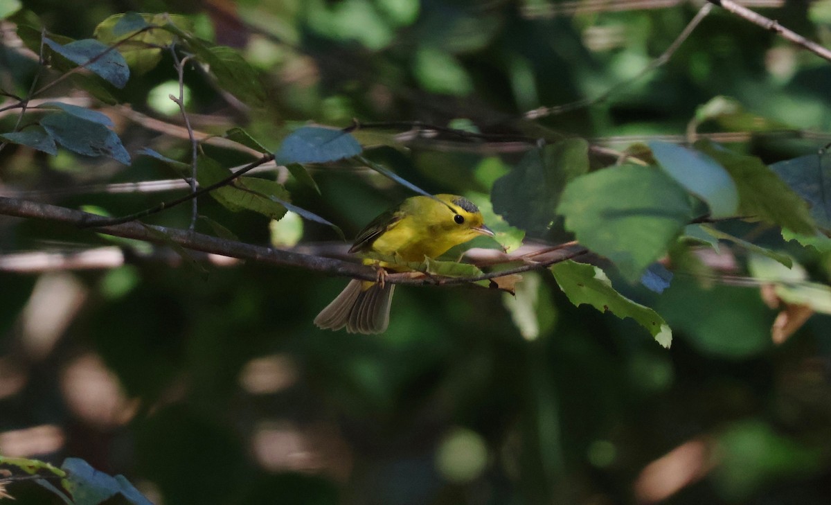 Wilson's Warbler - ML642836363