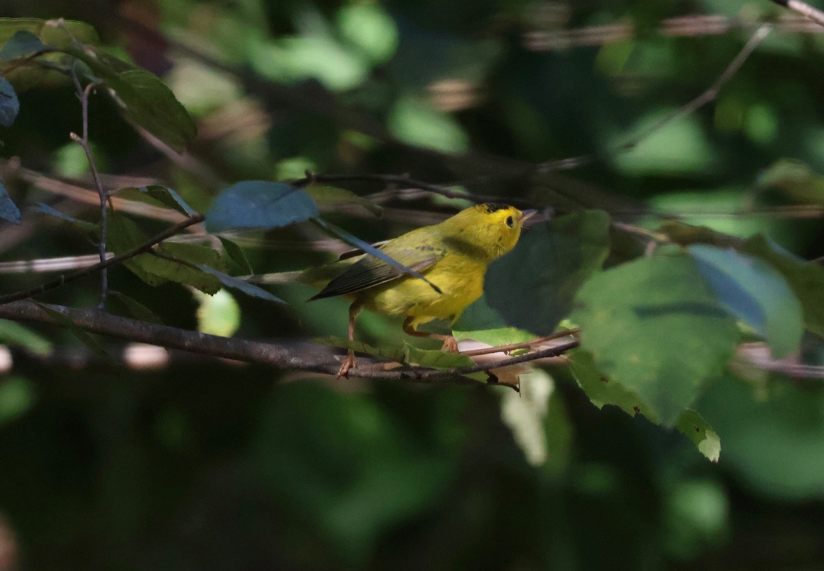 Wilson's Warbler - ML642836364