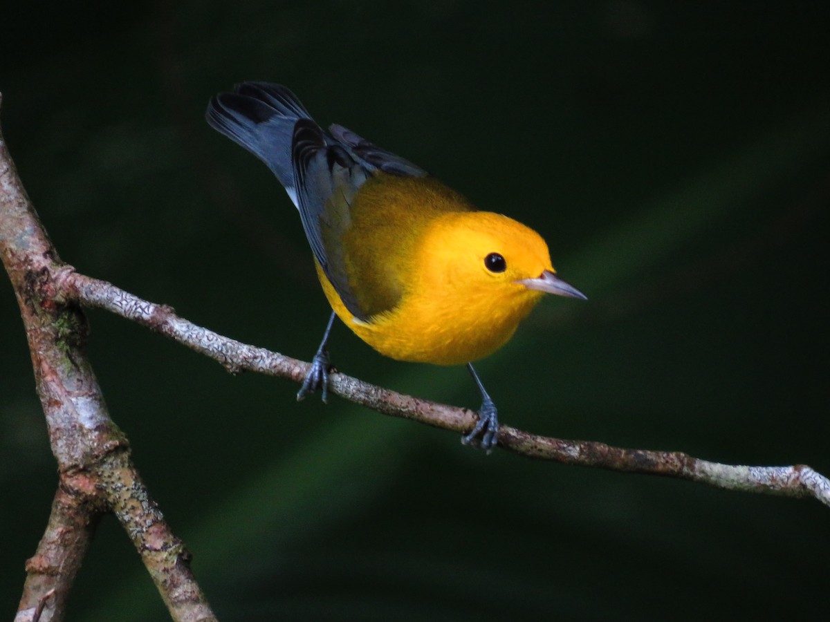 Prothonotary Warbler - ML642836365