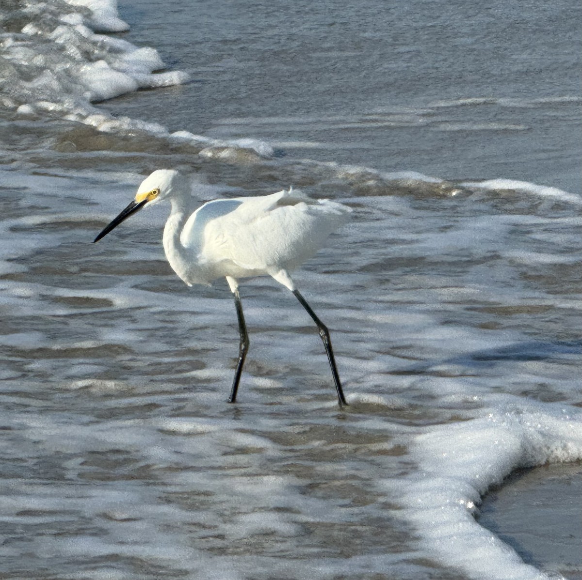Snowy Egret - ML642836368