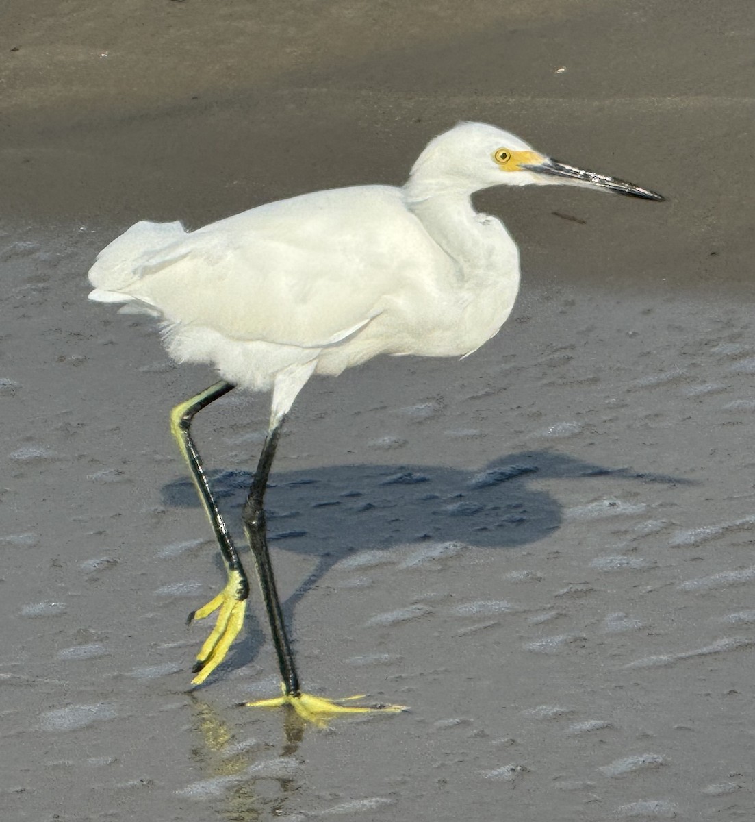 Snowy Egret - ML642836369