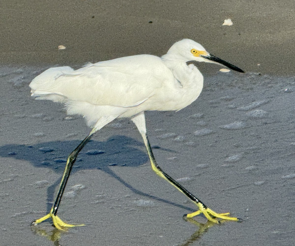 Snowy Egret - ML642836370
