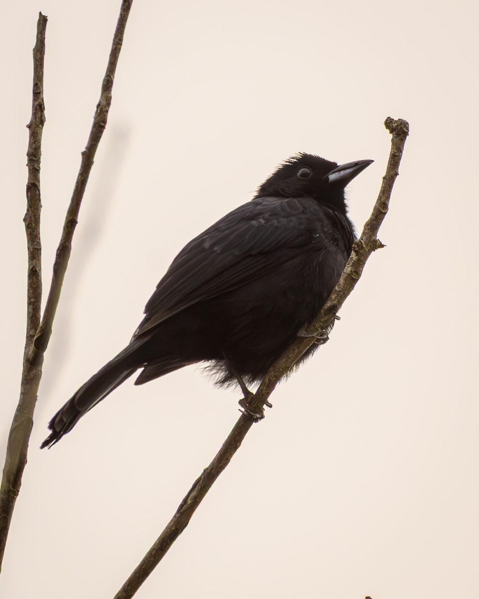White-lined Tanager - ML642836376