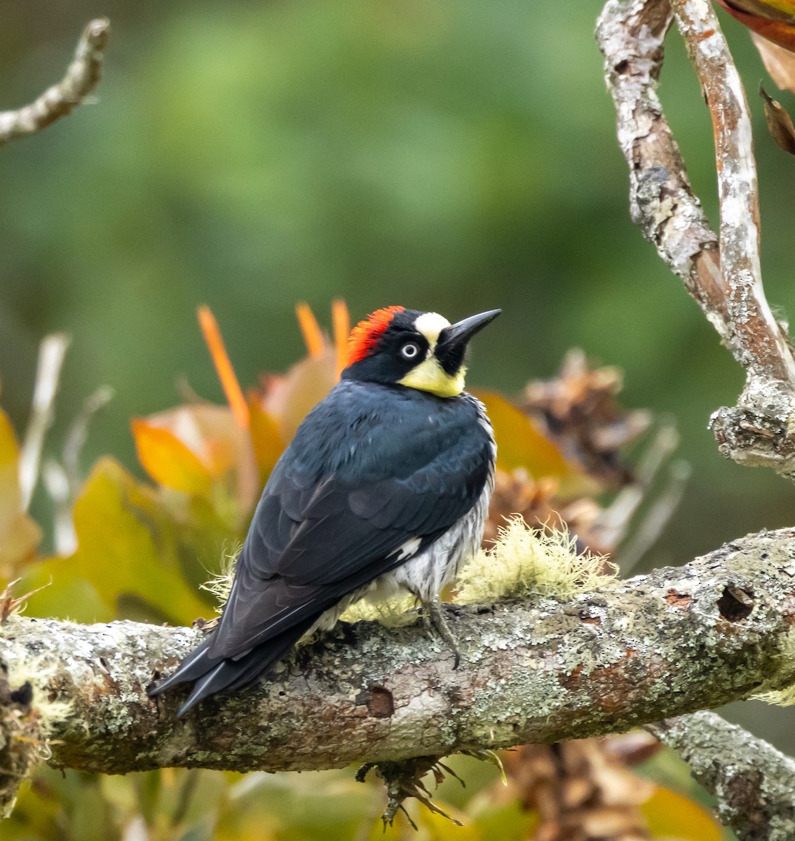Acorn Woodpecker - ML642836384