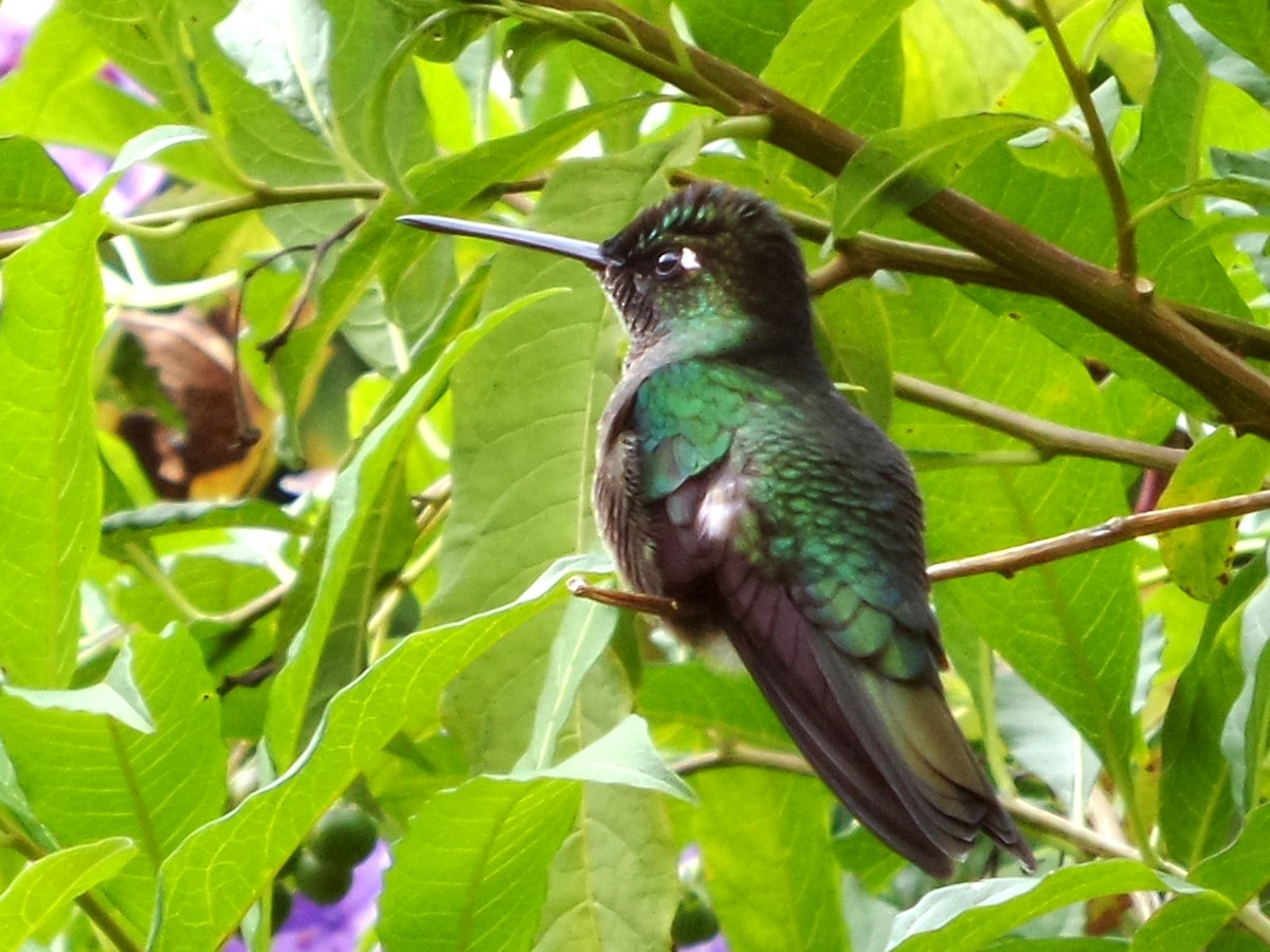 Talamanca Hummingbird - ML642836385