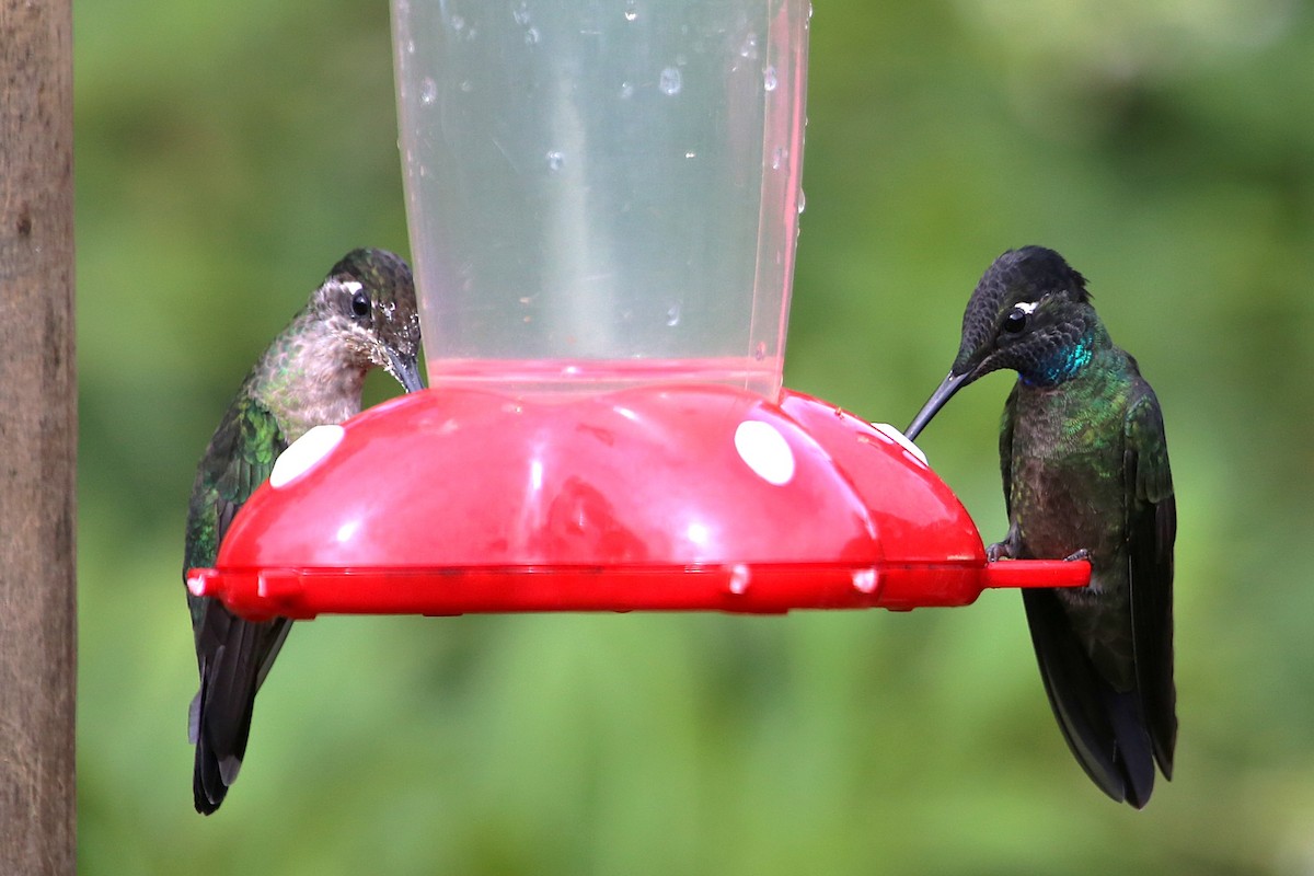 Talamanca Hummingbird - ML642836386