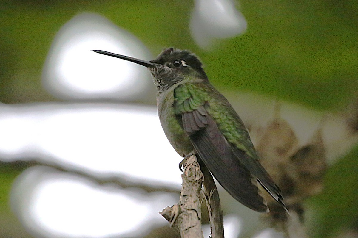 Talamanca Hummingbird - ML642836387