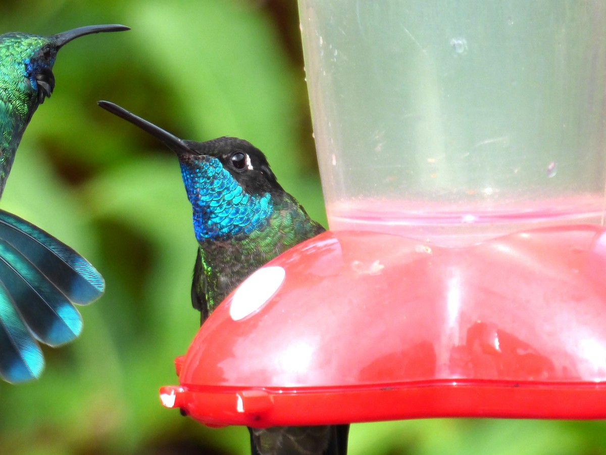 Talamanca Hummingbird - ML642836388