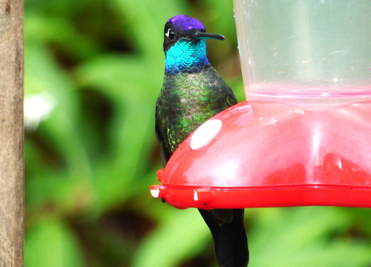 Talamanca Hummingbird - ML642836389
