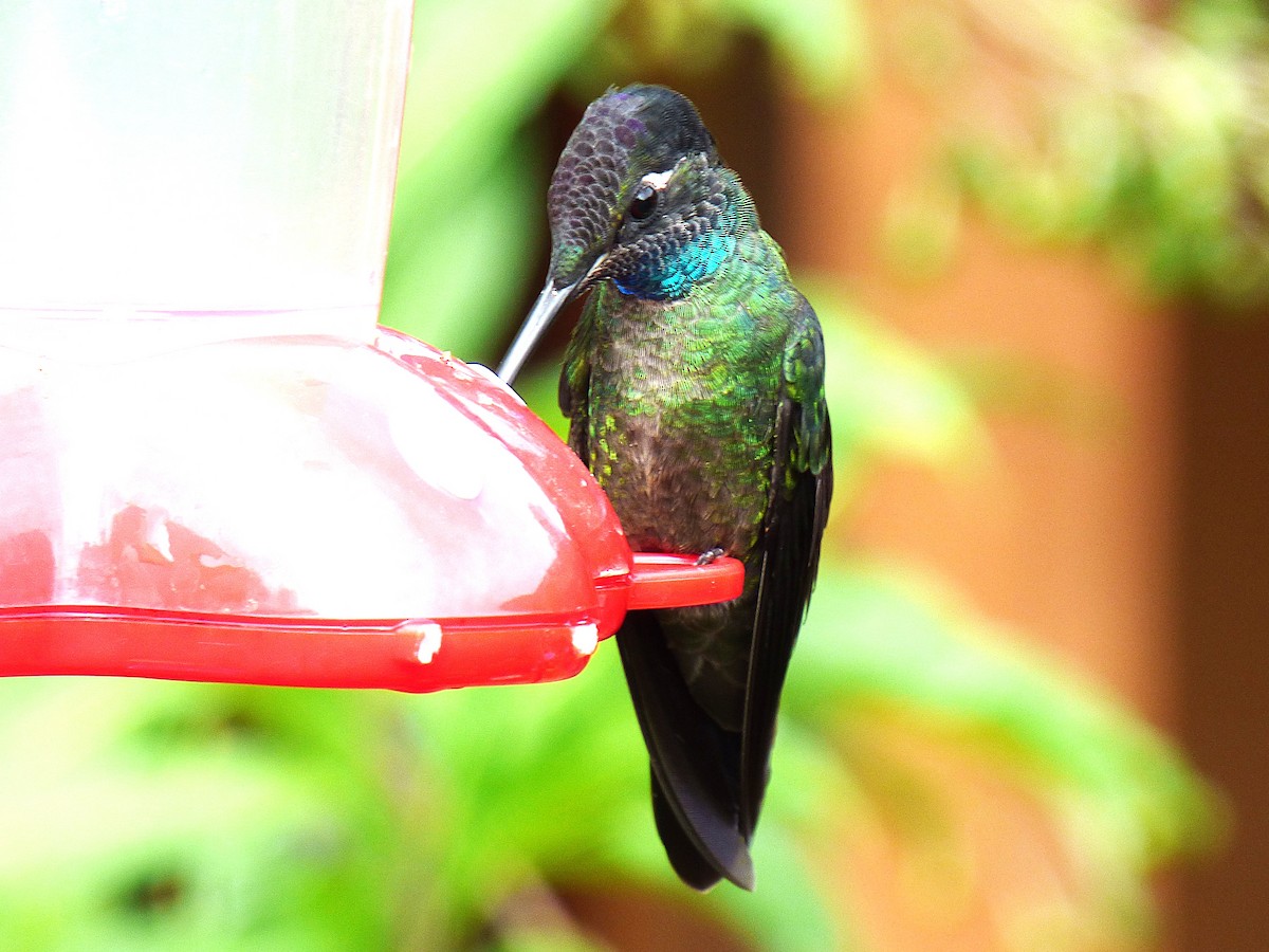 Talamanca Hummingbird - ML642836390
