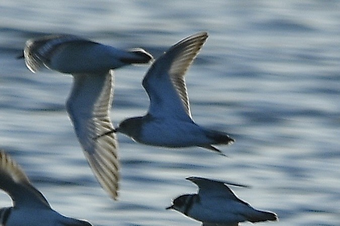Bécasseau variable - ML642836401