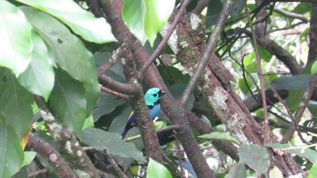 Seven-colored Tanager - ML642836403