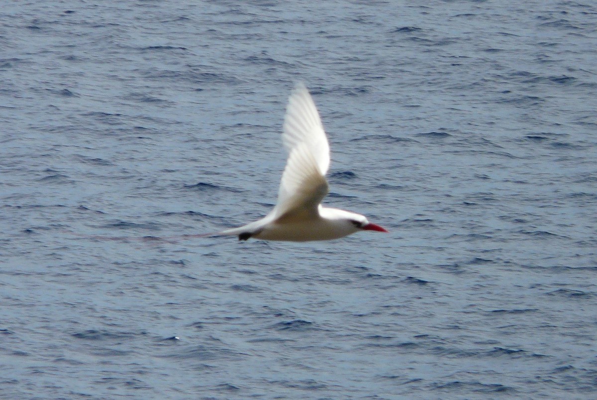 Red-tailed Tropicbird - ML642836410