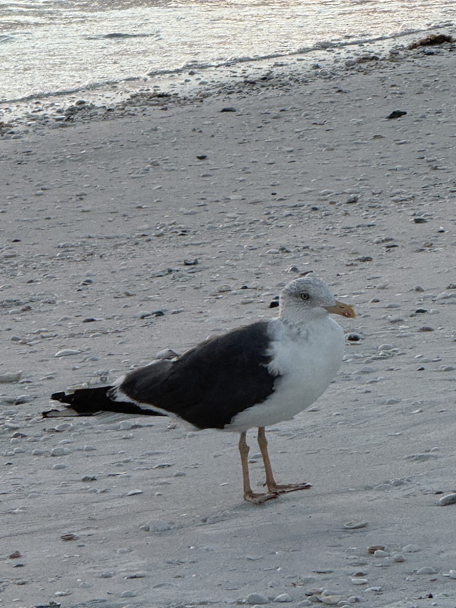 Lesser Black-backed Gull - ML642836437