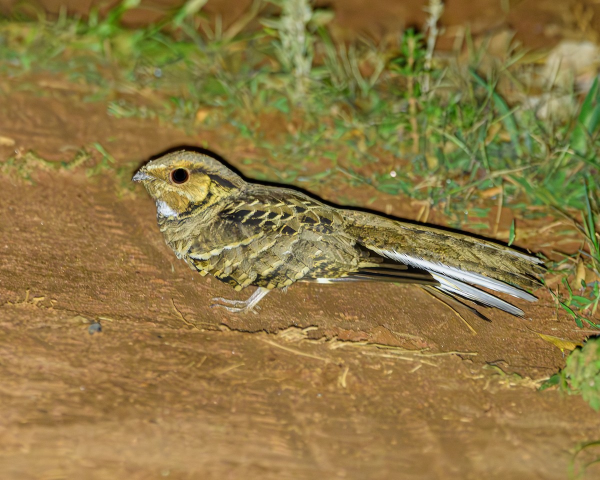 Common Pauraque - ML642836444