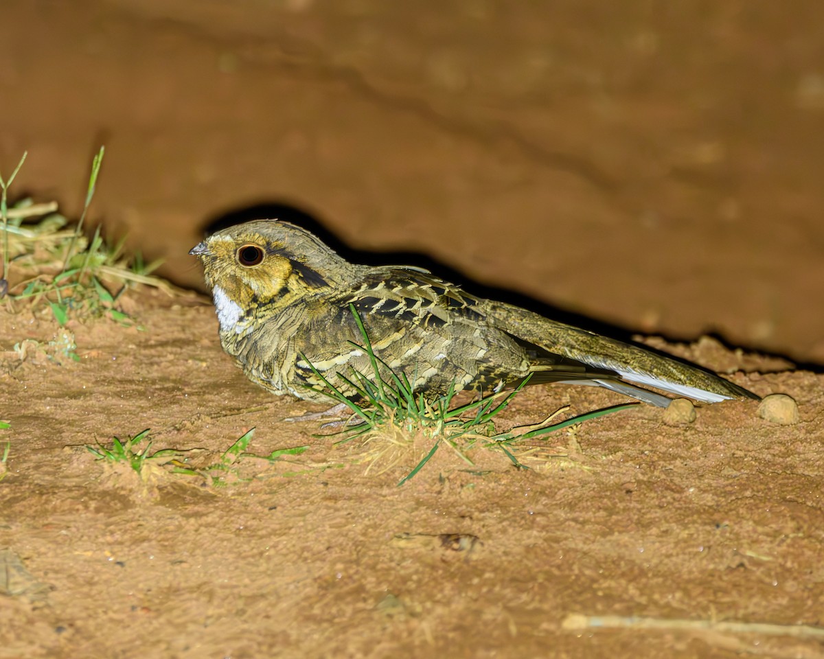 Common Pauraque - ML642836445