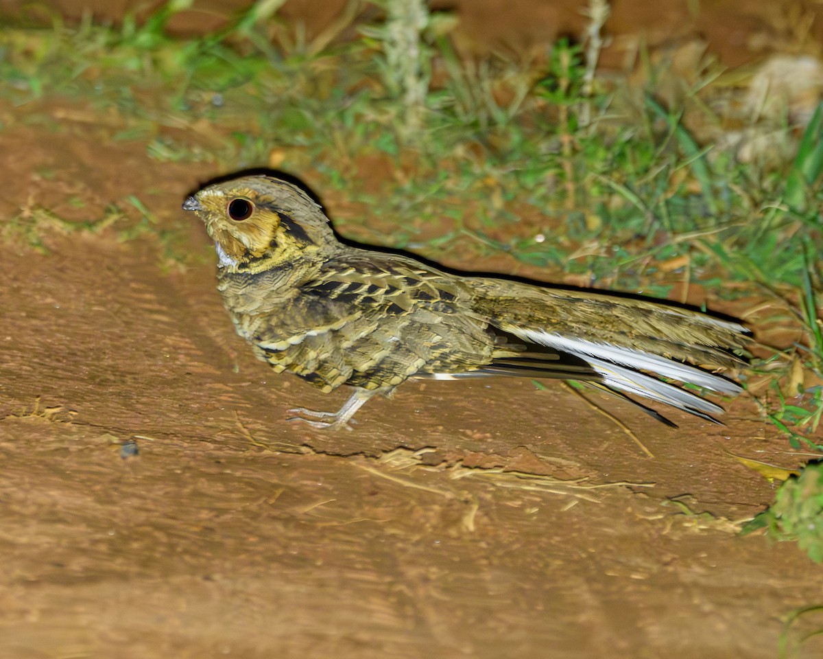 Common Pauraque - ML642836446