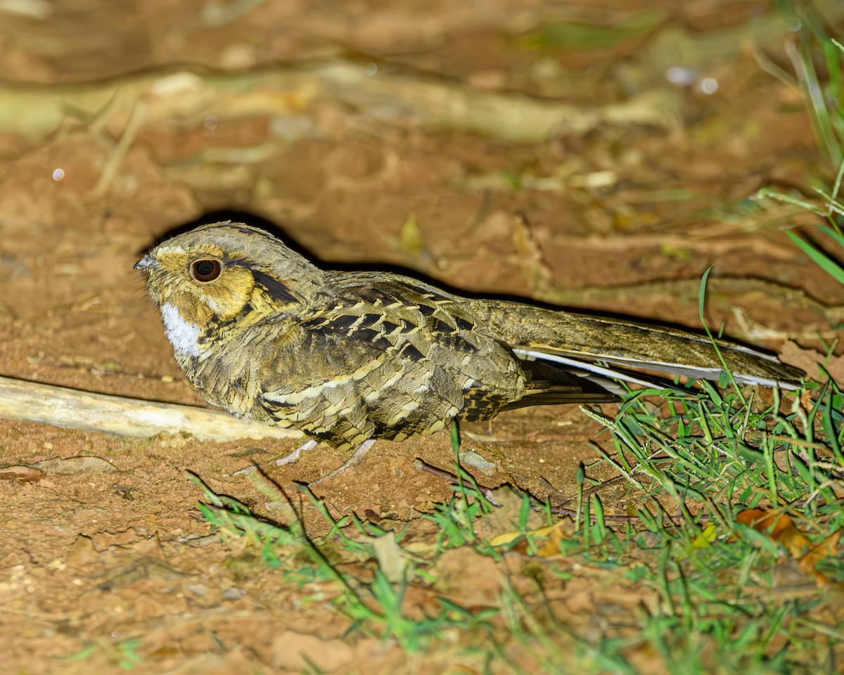 Common Pauraque - ML642836448