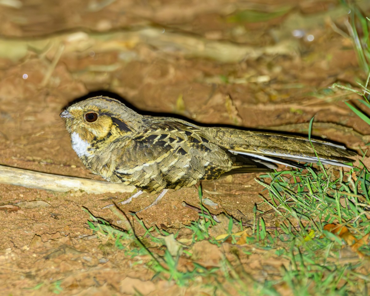 Common Pauraque - ML642836449