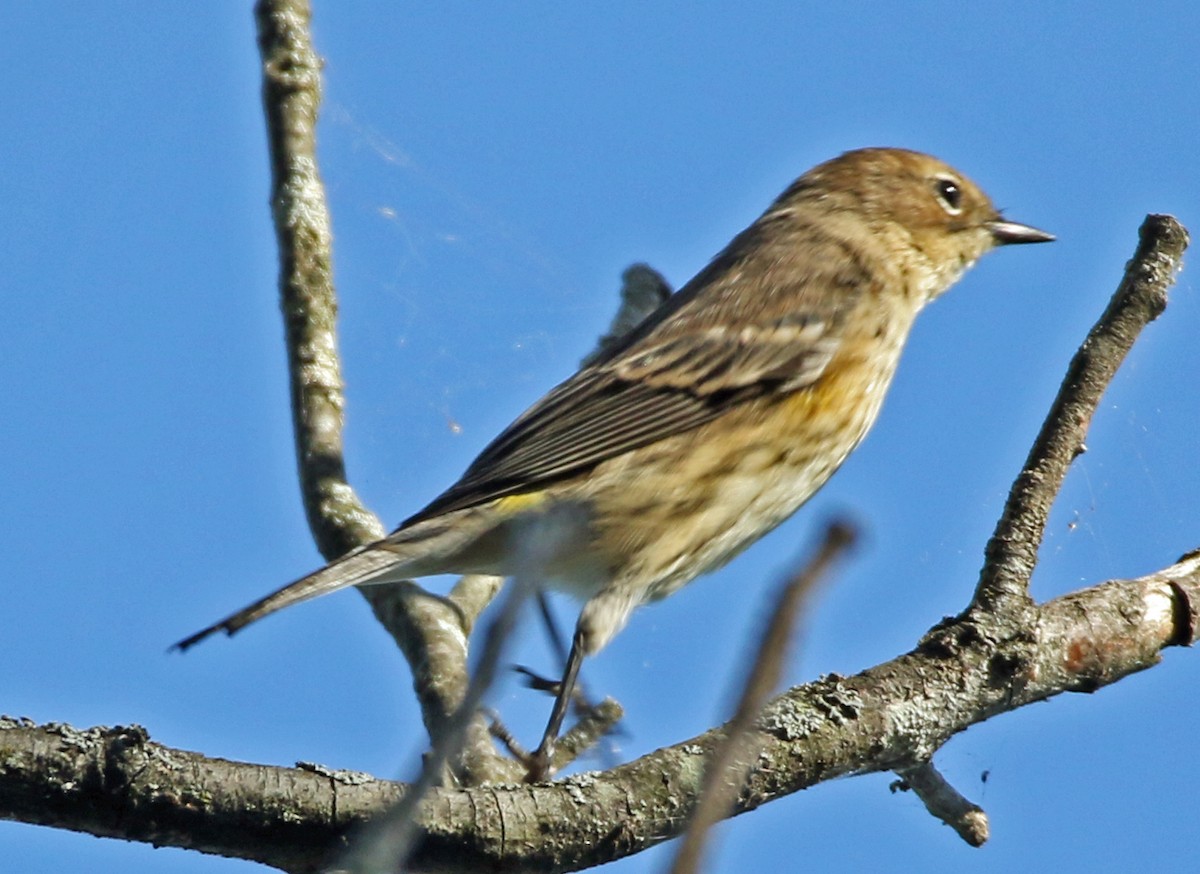 Yellow-rumped Warbler - ML642836450