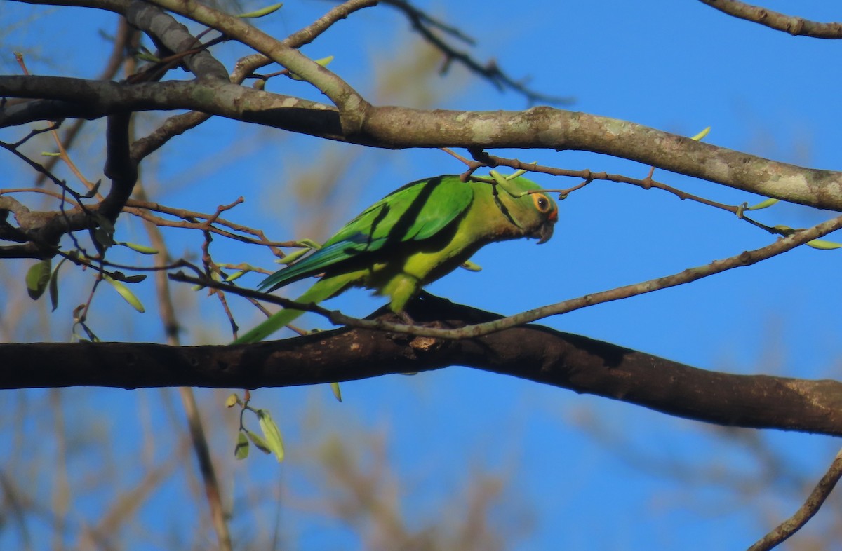 Peach-fronted Parakeet - ML642836451