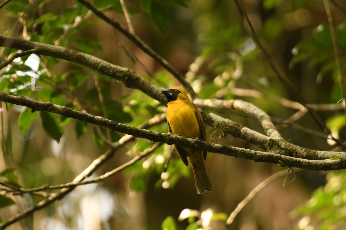 Yellow-green Grosbeak - ML642836467