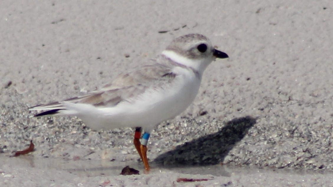 Piping Plover - ML642836469