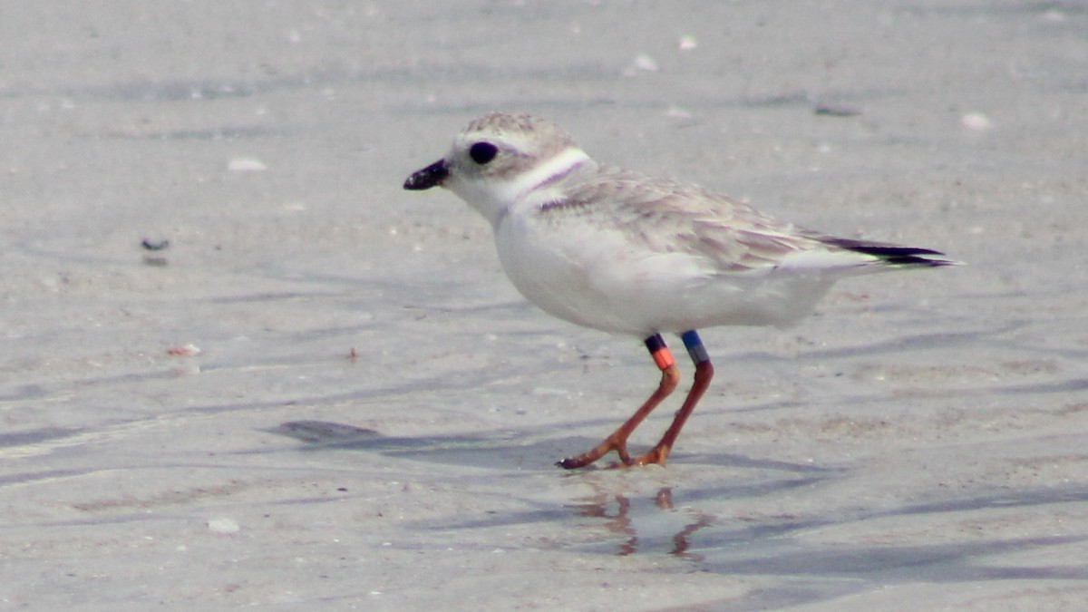 Piping Plover - ML642836470