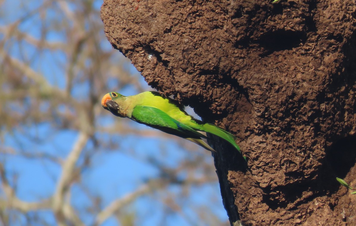 Peach-fronted Parakeet - ML642836472