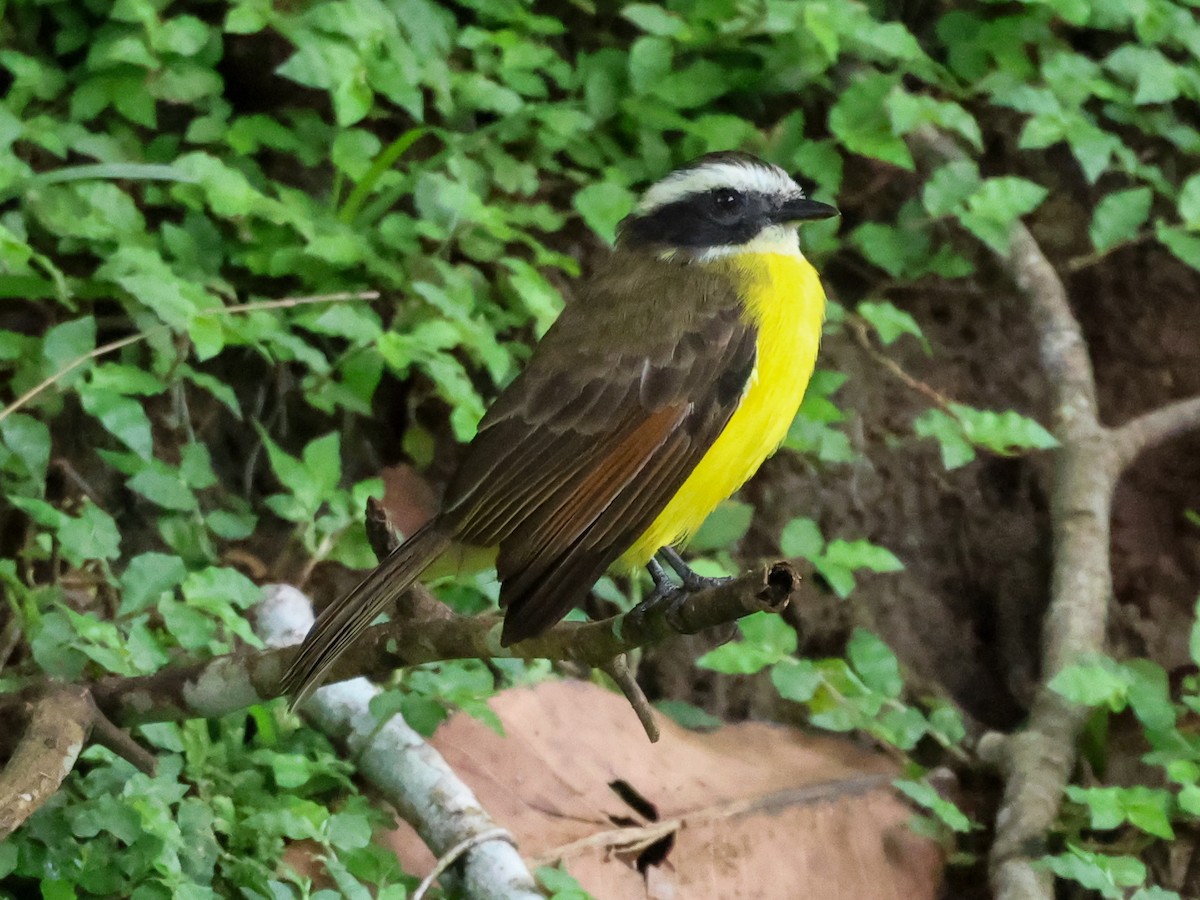 Rusty-margined Flycatcher - ML642836477