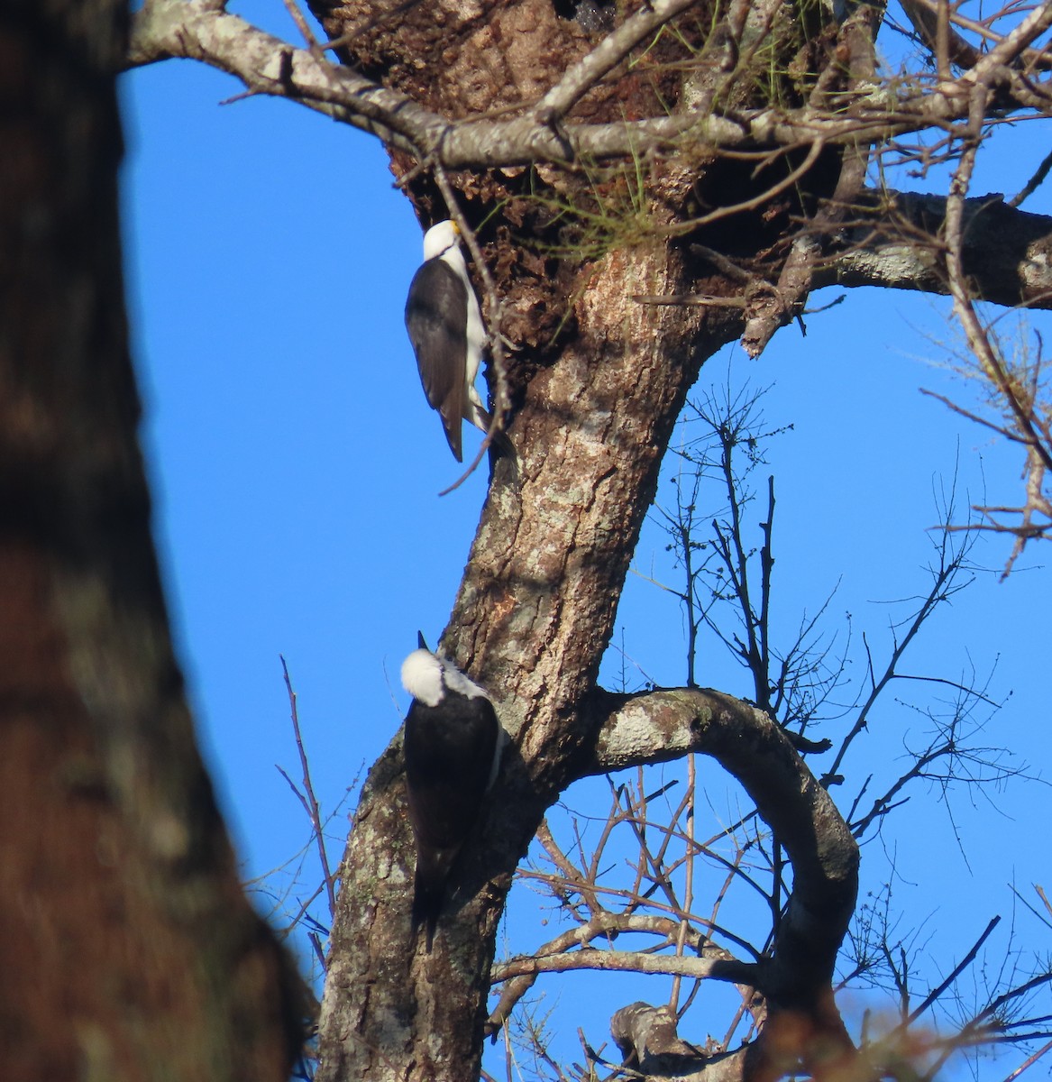 White Woodpecker - ML642836484