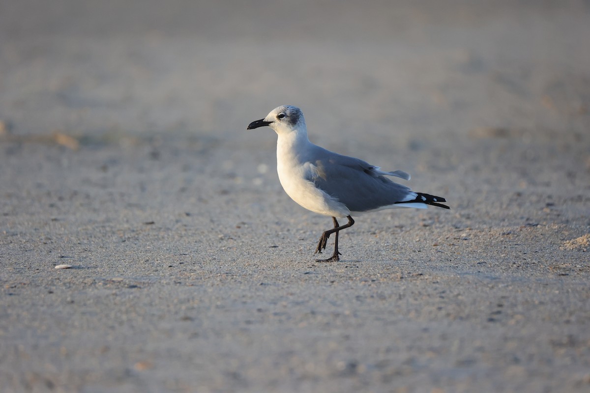 Laughing Gull - ML642836487
