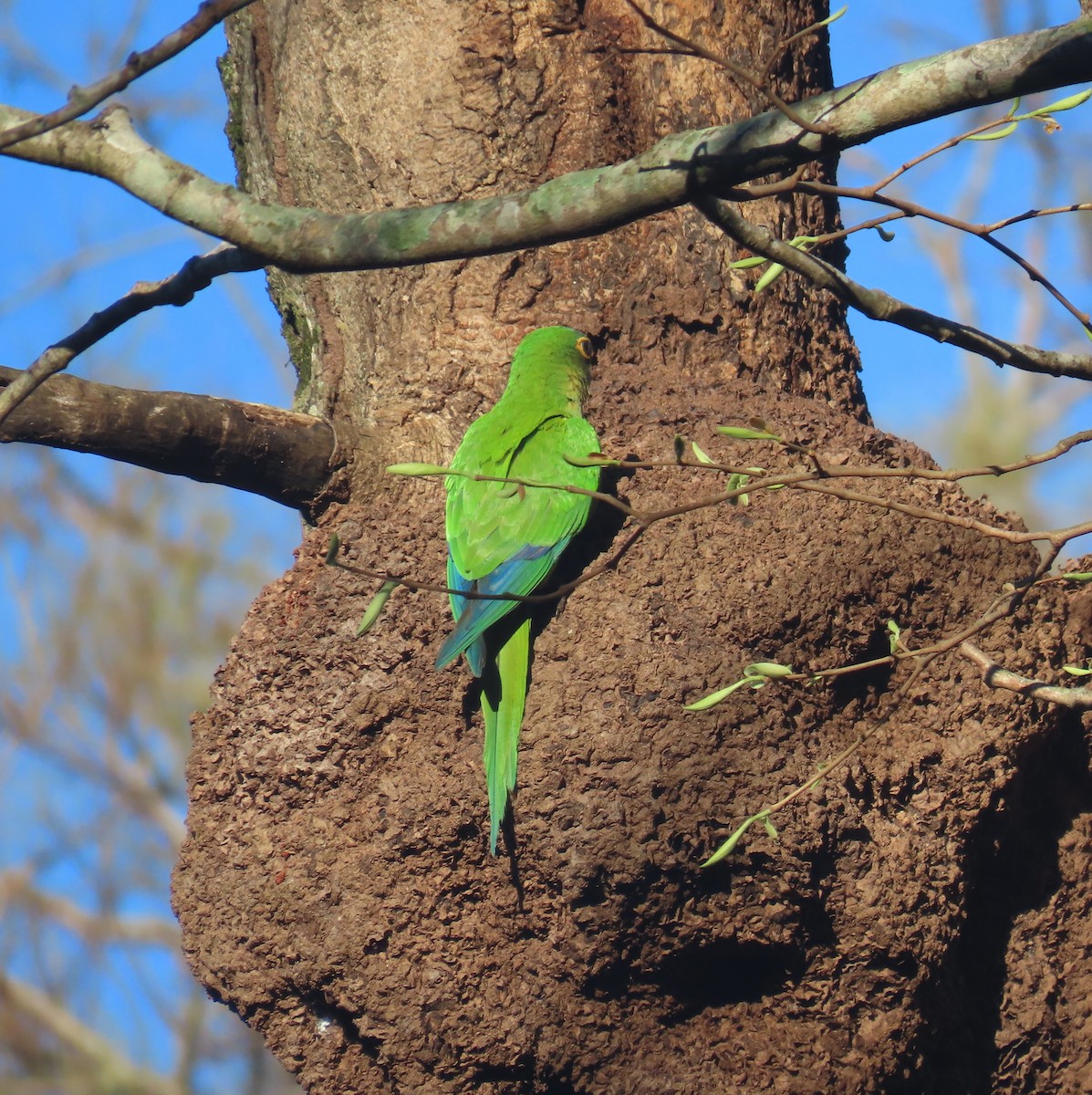 Peach-fronted Parakeet - ML642836490
