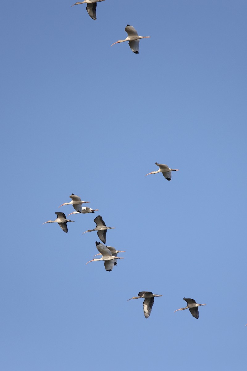 White Ibis - ML642836495