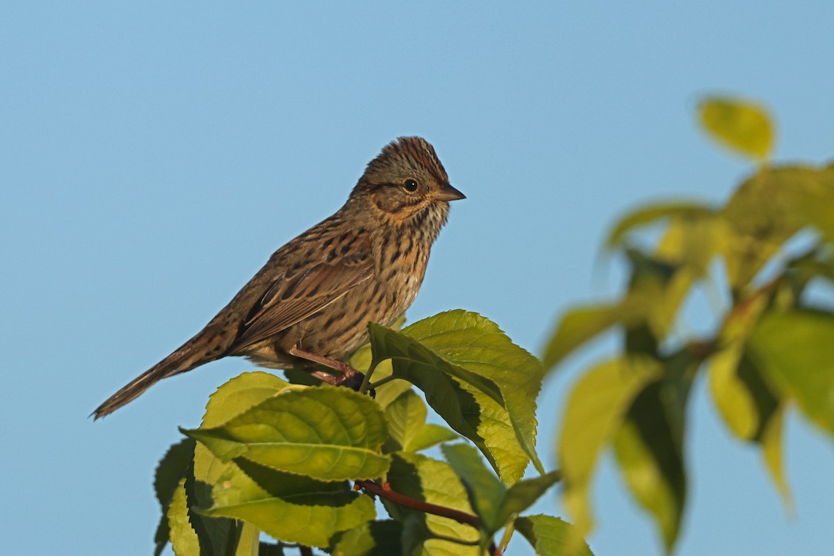 Lincoln's Sparrow - ML642836502