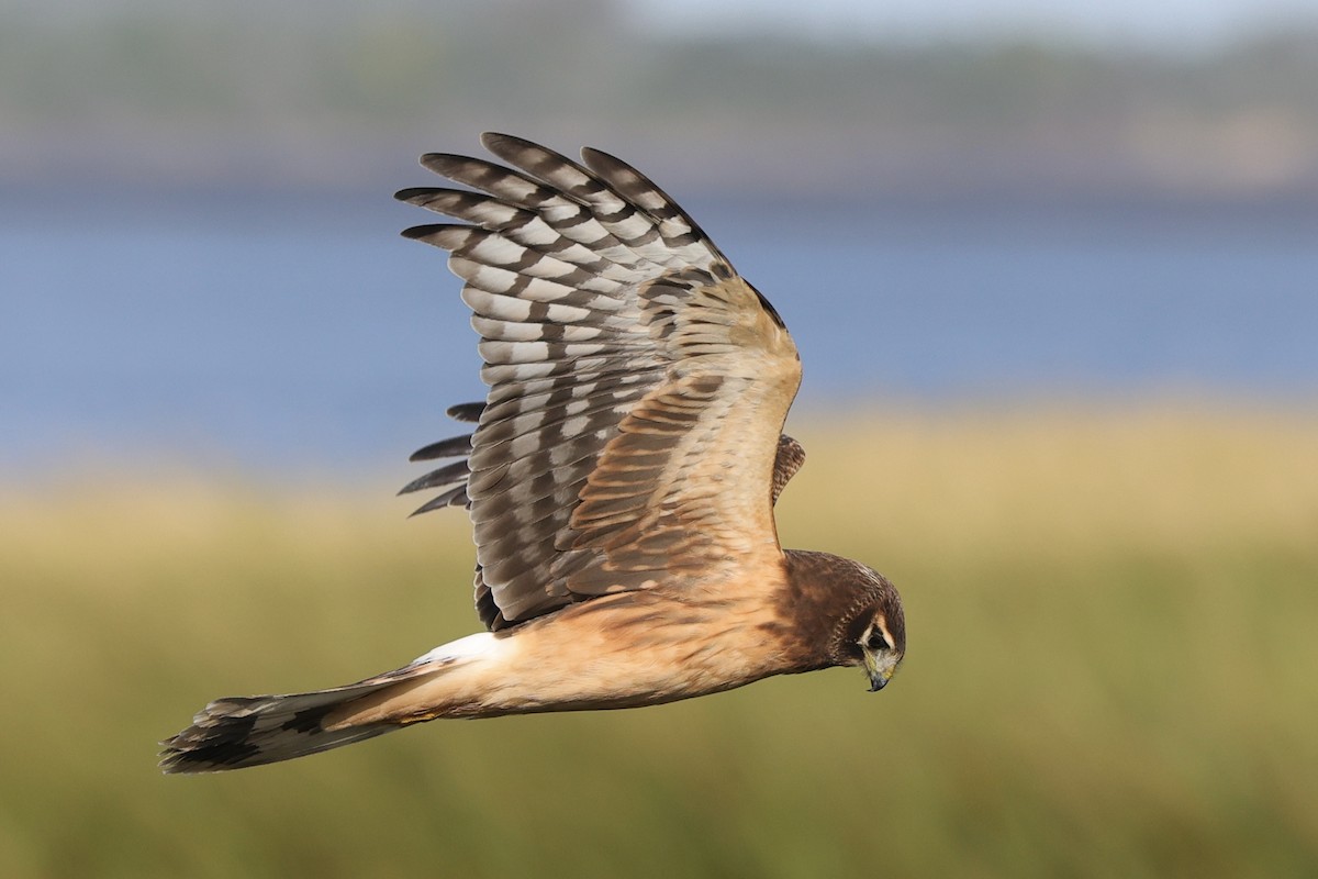 Northern Harrier - ML642836503