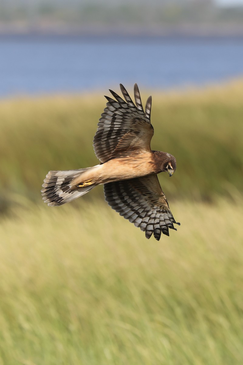 Northern Harrier - ML642836504