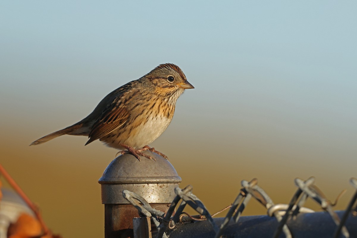 Lincoln's Sparrow - ML642836505