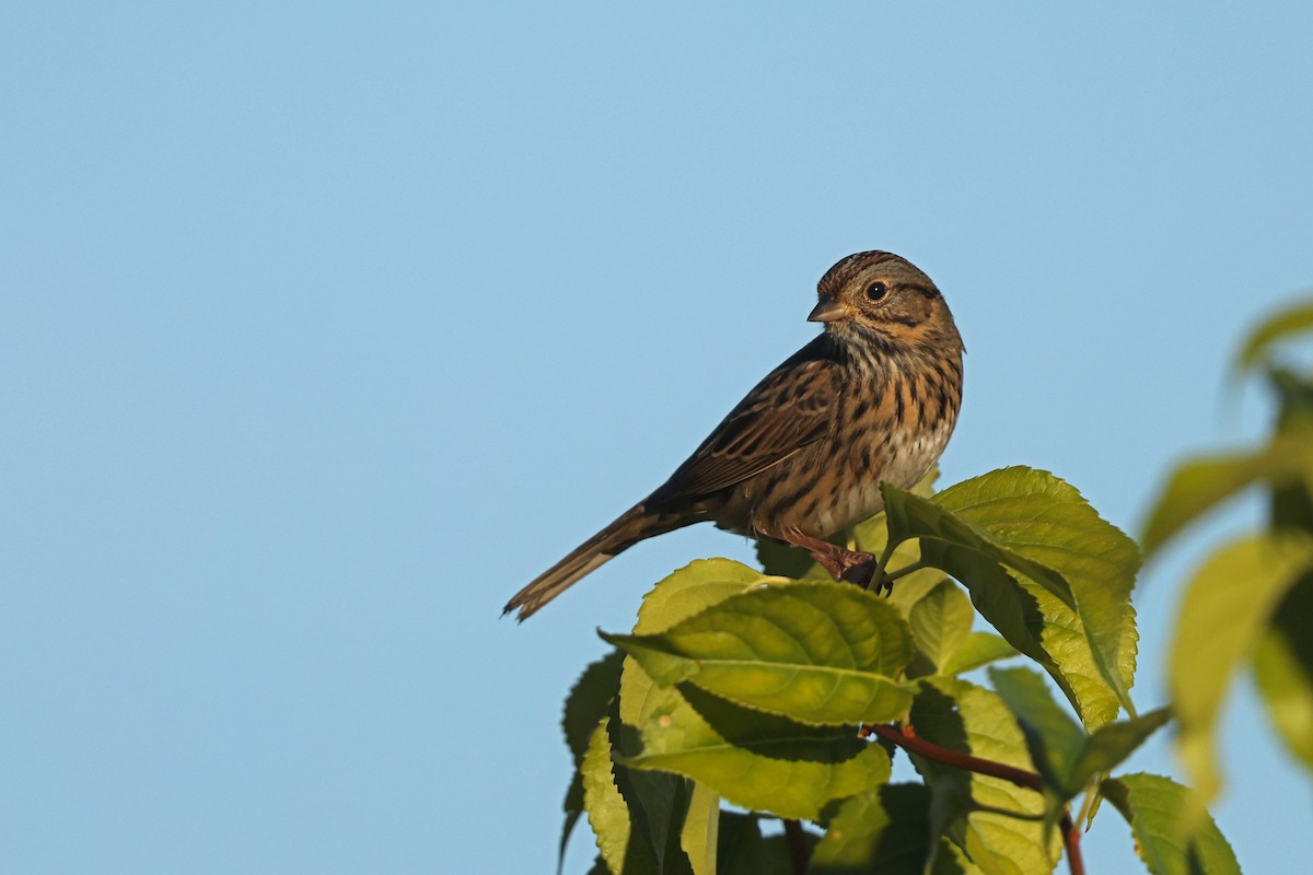 Lincoln's Sparrow - ML642836506