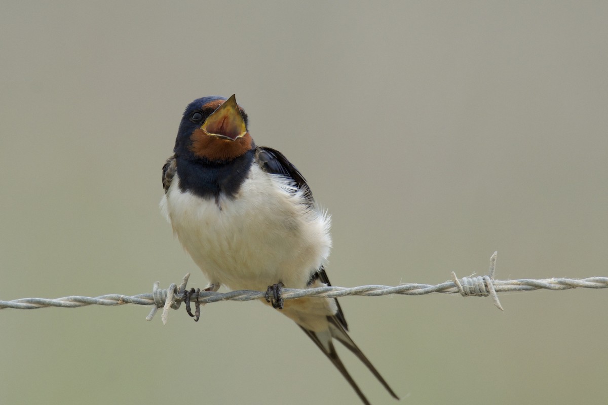 Barn Swallow - ML642836507
