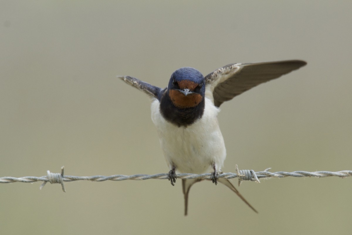 Barn Swallow - ML642836508