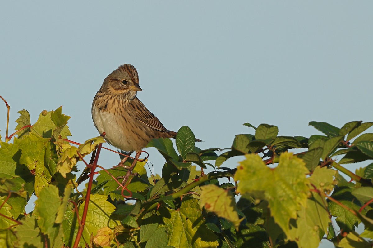 Lincoln's Sparrow - ML642836509