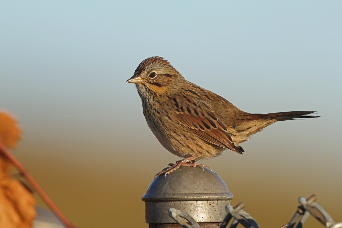 Lincoln's Sparrow - ML642836510