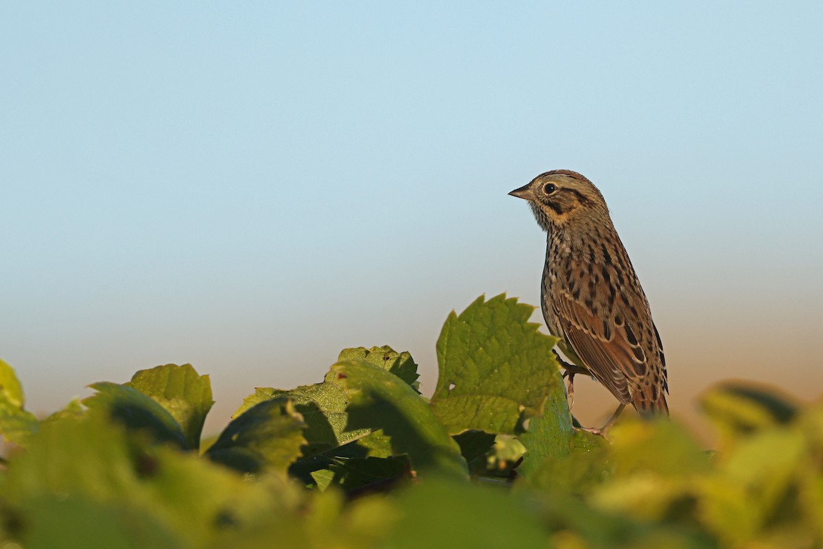 Lincoln's Sparrow - ML642836511