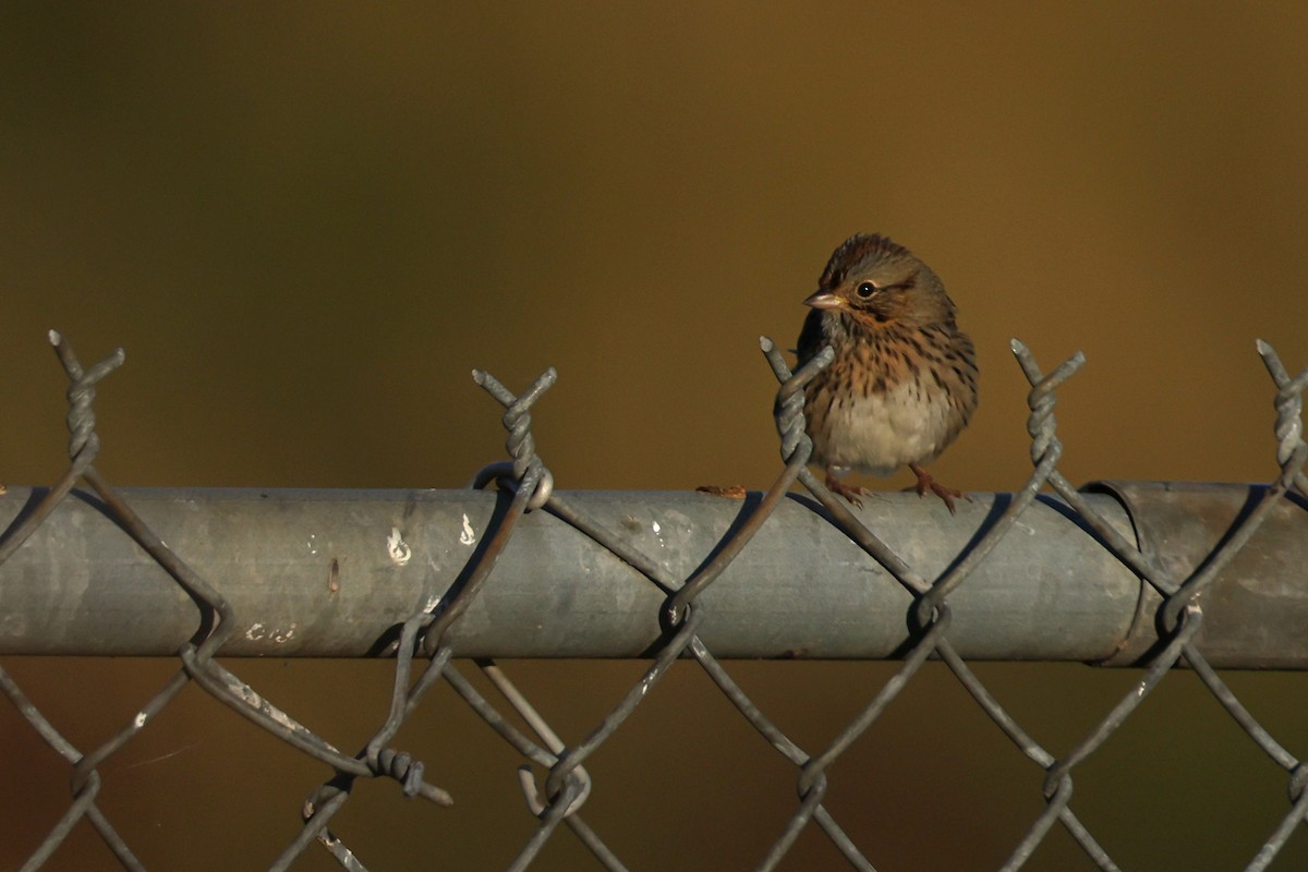 Lincoln's Sparrow - ML642836512